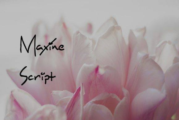 Maxine Script: The Golden Touch for Modern Design